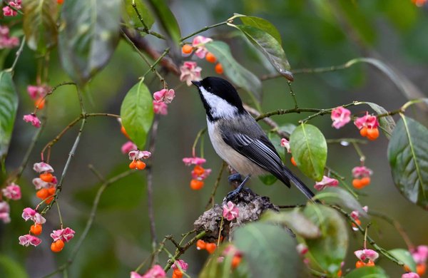 Quelles stratégies de gestion environnementale sont essentielles pour les entreprises de tourisme d'aventure en montagne ?