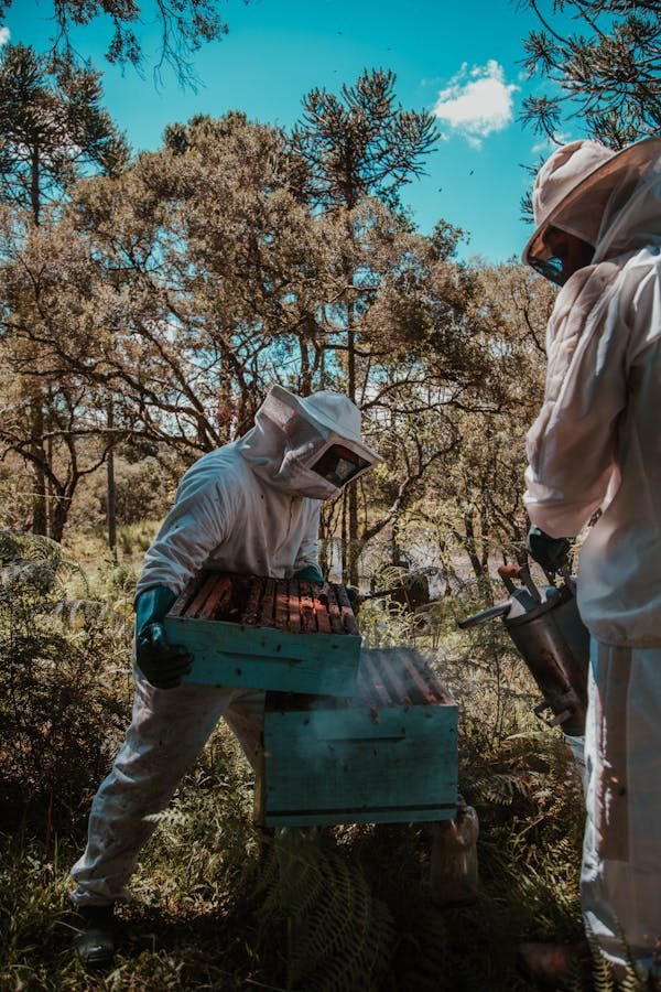 Installation de ruches en entreprise : engagez-vous pour la nature